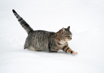 The young grey tabby  cat goes on deep snow