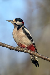 Obraz premium Great-spotted woodpecker, Dendrocopos major