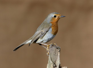 Robin, Erithacus rubecula