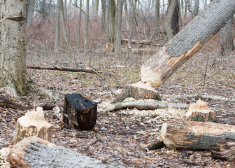 Beaver Tree Damage