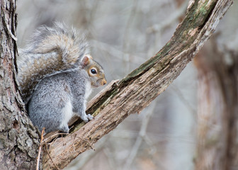 Gray Squirrel Perched