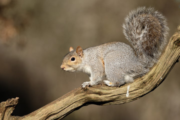 Grey squirrel, Sciurus carolinensis