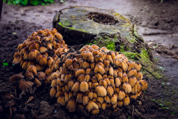 Mushrooms on the tree