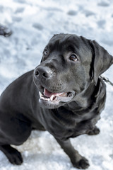 Black labrador on the snow