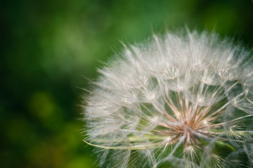 Pusteblume - kühler look