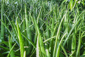 Aloe Garden