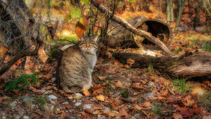 Wildkatze Lange Erlen