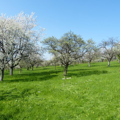 Obraz premium Streuobstwiese