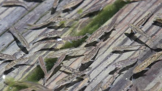 Minnows Swimming Over a Flooded Deck