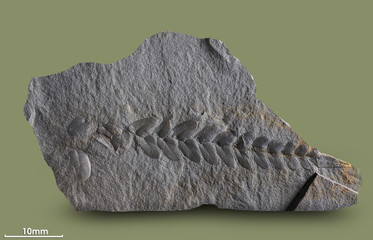  Prints of ancient plants that lived on earth 320 million years ago.