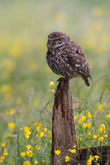 Little Owl (Athene Noctua)/Little Owl perched on old wooden stump in golden field of buttercups