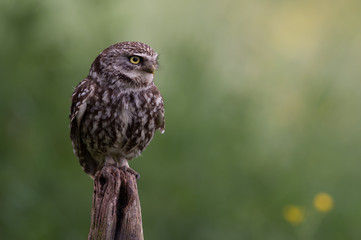 Little Owl (Athene Noctua)/Little Owl perched on old wooden stump