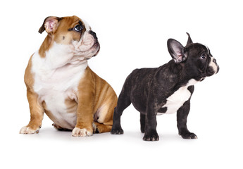 Puppy  French and an English bulldog