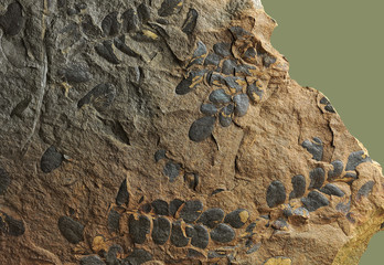  Prints of ancient plants that lived on earth 320 million years ago.