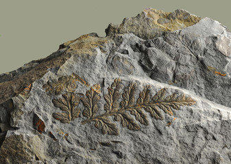  Prints of ancient plants that lived on earth 320 million years ago.