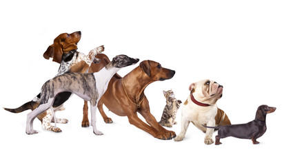 Group of dogs at the exhibition stand, dog profile