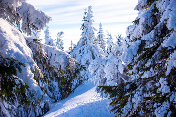 Pine trees covered by heavy snow against blue sky