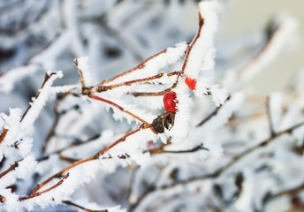 the red berries of the wild rose, covered with white crystals of cold frost
