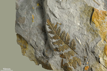  Prints of ancient plants that lived on earth 320 million years ago.