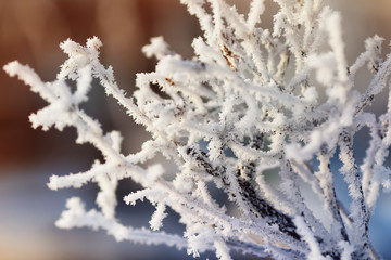 winter scenery with snow covered trees and branches