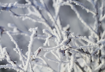 winter scenery with snow covered trees and branches