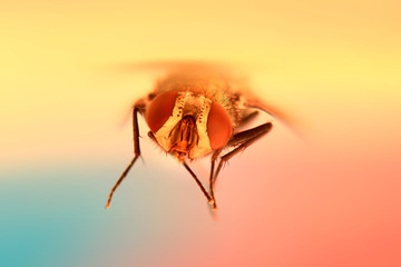Extreme close up shot of fly in the air