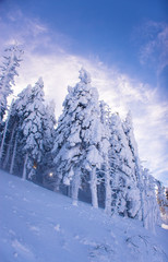 Fototapeta premium Pine trees covered by heavy snow against blue sky