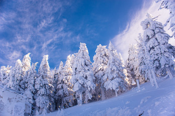 Pine trees covered by heavy snow against blue sky