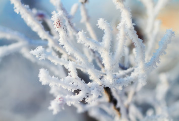 winter scenery with snow covered trees and branches