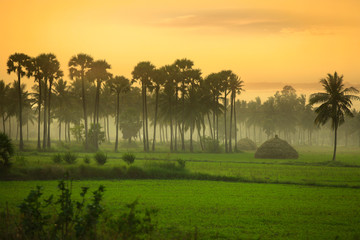 Fototapeta na wymiar Paddy fields landscape in Andhra pradesh ,India
