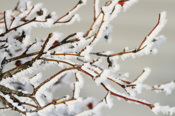  fruit of wild rose covered with white crystals of cold frost