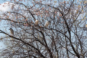 Black Crowned Night Herons Roosting in Box Elder Tree
