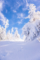 Pine trees covered by heavy snow against blue sky