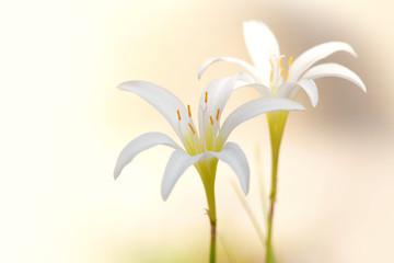 Two white rain Lily flowers close up shot