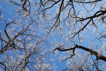Baumkronen im Winter