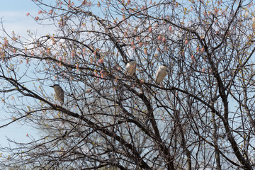 Black Crowned Night Herons Roosting in Box Elder Tree