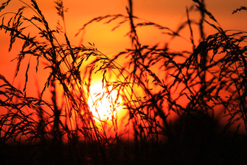 Sun set looking through tall grass
