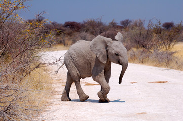 Little funny Elephant in the Etosha National Park