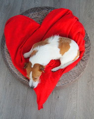 Heart and dog