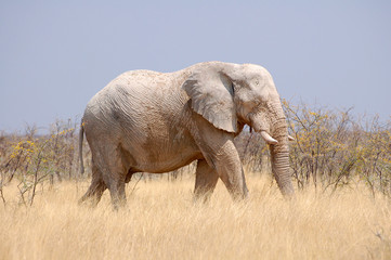 Fototapeta premium Elephant in the Etosha National Park