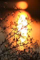Plant close up shot against sun set
