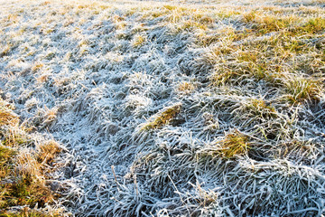 frozen grass in winter
