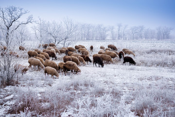 Sheep grazing in winter