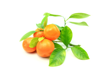 Citrus fruits Kumquats on white background