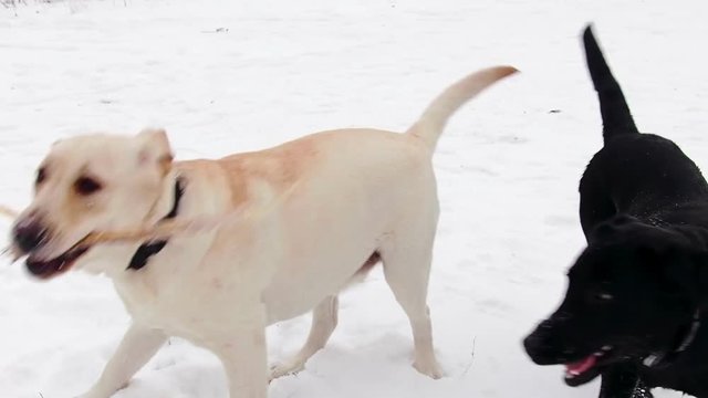 Two labrador dogs playing together