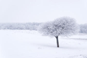 Tree covered with snow in a winter field