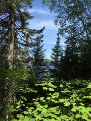 Fototapeta premium Trees and lake