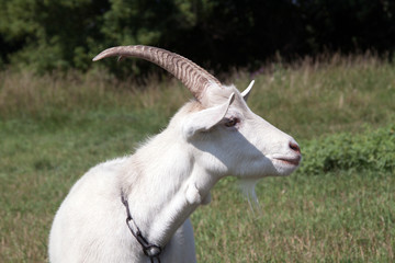 Goat closeup on meadow in sunny summer day