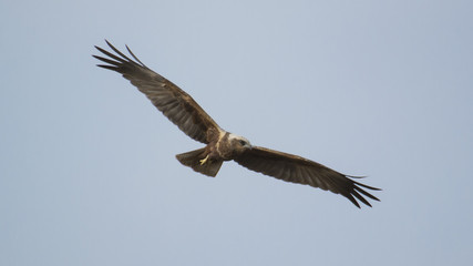 Bird, western marsh harrier, saz delicesi, raptor,