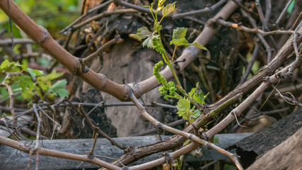Young Grapes Forming